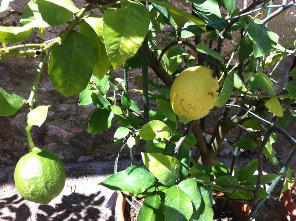 הוילה גאליאנו Agriturismo Il Palazzaccio מראה חיצוני תמונה